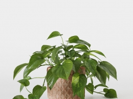 CINEMA 4D室内绿植：纹理天然纤维花盆中的茂盛绿萝瀑布般垂落叶片照片级真实3D室内植