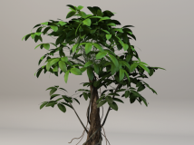 盆景植物C4D模型 发财树盆景3D模型 Bonsai plants