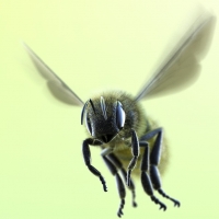 蜜蜂C4D模型 The bee
