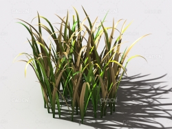 野草植物C4D模型 wild-grass-j1