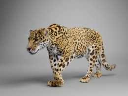 超逼真美洲豹3D模型下载支持Blender绑定动画及毛发渲染高精度野生动物角色制作VFX Grace - Panthera Onca