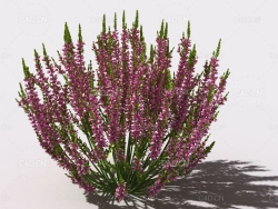 石南花植物C4D模型 heather-1