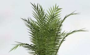 景观植物：铁树C4D模型 Cycadeoidea Gigantea