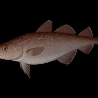 海洋鱼模型：太平洋鳕鱼3D模型 Pacific Cod