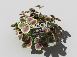 青铜色的荷兰四叶草植物C4D模型 bronze-clover-d 3d model