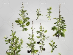艾蒿艾草蒿草C4D模型 Artemisia 3d model