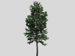 松树 樟子松 景观松树C4D模型 Pinus sylvestris