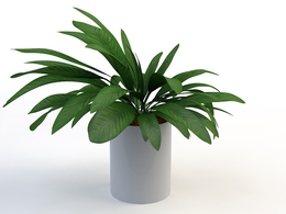 室内装饰植物C4D模型(04) Interior plants 3d model