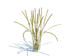 宿根黑麦草植物杂草模型下载Lolium perenne v3