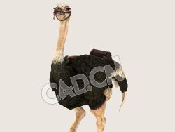 C4D鸵鸟散步模型（包含骨骼绑定动画) Ostrich_Walk_F 3D Model