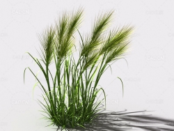 墨西哥羽毛草细茎针茅利坚草植物C4D模型 feather-grass-a4