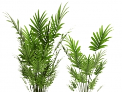 棕榈盆栽 盆景 室内绿植C4D模型 A collection of palms in pots 4