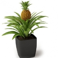 菠萝盆景植物3D模型（MAX）