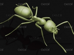 蚂蚁阿根廷蚁 昆虫C4D模型 Linepithema humile