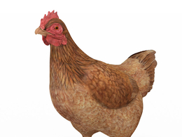 黄色老母鸡c4d模型下载