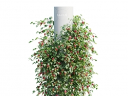 圆柱爬藤植物垂枝风铃花C4D模型 Abutilon megapotamicum