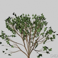 C4D树枝模型：Cinema 4D Bush 3D Model