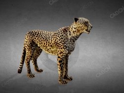 猎豹赛跑 cheetah-running
