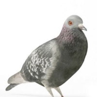 鸽子3D模型 Pigeons 3D models