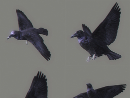 乌鸦3D模型 Animated Crow 3D model