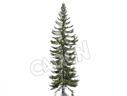 C4D恩氏云杉松树模型 Picea englemannii 3d model