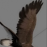 老鹰3D模型（MAX模型带贴图）