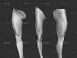 男性腿部模型 leg