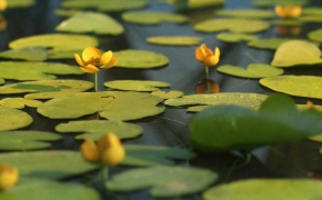 水边植物-莲花3D模型 R&D Group – iFlowers vol.4 Water