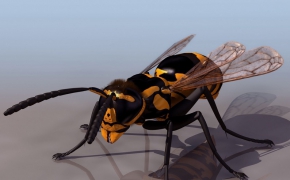 大黄蜂马蜂C4D模型 hornet 3d model
