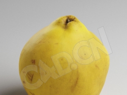 C4D新疆木瓜榅桲水果模型 Quince