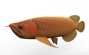 亚洲金龙鱼C4D模型 Asian Arowana 3d model