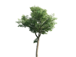 景观树木：柠檬桉树三维模型plant-48