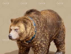 大棕熊C4D模型 Big brown bear