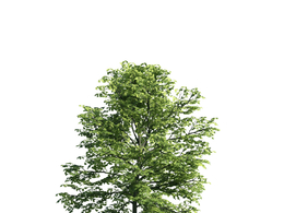 景观树木：梧桐树三维模型plant-23