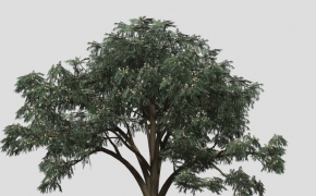 蓝桉树C4D模型 Blue-Gum Eucalyptus