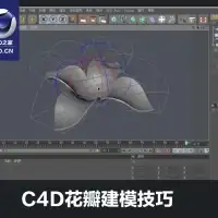 C4D荷花花瓣建模技巧中文视频教程