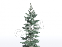 C4D蓝云杉松树模型 Picea pungens 3d model