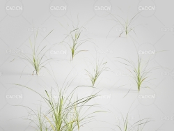 鸭茅草C4D模型 Dactylis 3d model
