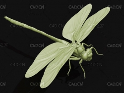 蜻蜓 昆虫C4D模型 Anotogaster sieboldii