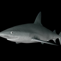 海洋鱼模型：鲨鱼（虎头鲨）3D模型 Sand Tiger
