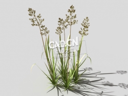 根际草常绿草根草植物C4D模型 bent-grass-c1 3d model