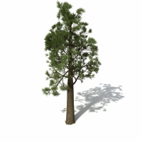 白松C4D模型 Totara 3d model