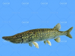 梭子鱼C4D动画模型 pike c4d model