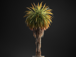 朱蕉盆景绿植c4d模型下载