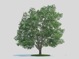 椴树落叶乔木 景观树C4D模型 Tilia 3d model