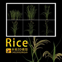 水稻C4D模型 Rice 3d model