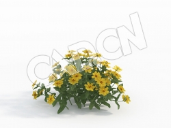 C4D黄色百日菊花卉模型 Zinnia_D