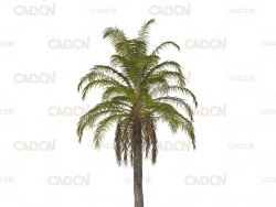 热带树木棕榈树C4D模型 Queen Palm Tree 3D Model