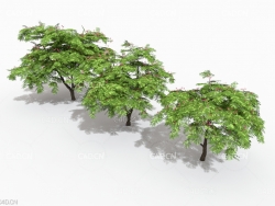 3棵合欢树绒树绒花树C4D模型 Persian Silk Tree Set