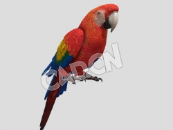 C4D鹦鹉模型 parrot